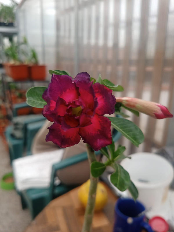 279288875_1621021724946493_612692069746735511_n