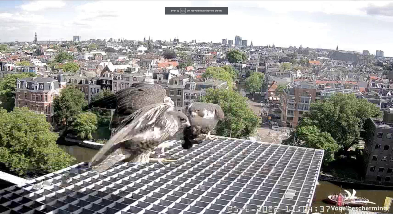 Amsterdam/Rijksmuseum screenshots © Beleef de Lente/Vogelbescherming Nederland - Pagina 30 Video-2022-06-21-110650-Moment-2