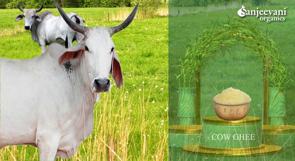 Sanjeevani Organic Cow Ghee