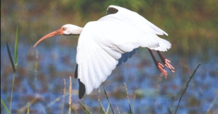 Bird Watching in Florida