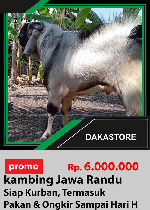 kambing jenis jawa randu