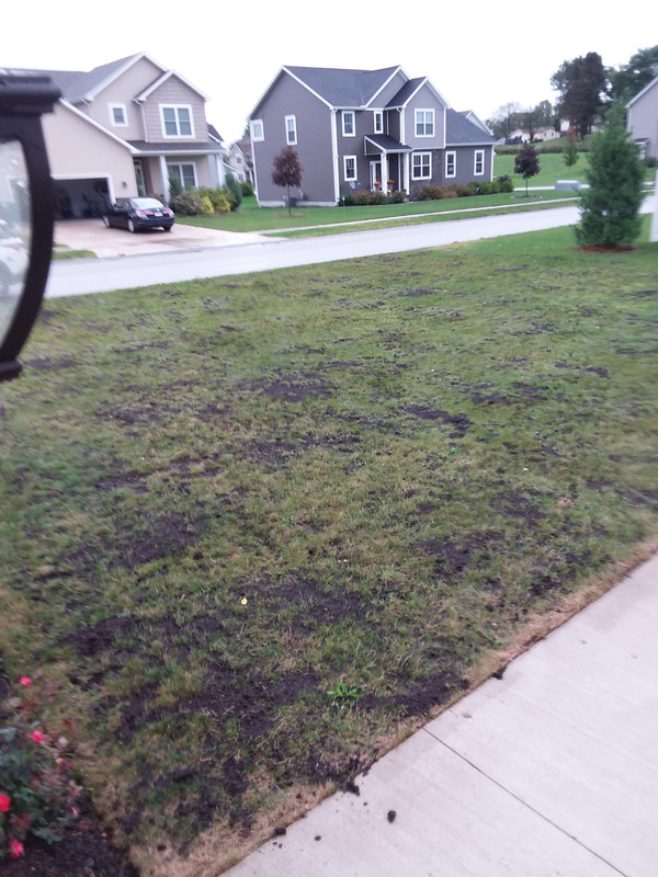 Top Dressing Compost Problem The Lawn Forum