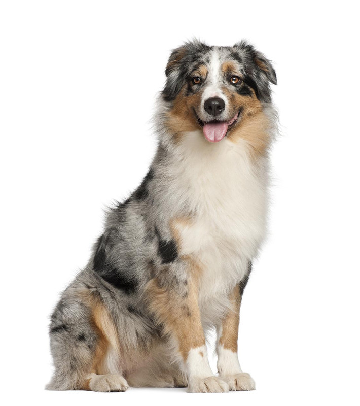 Australian Shepherd Dog Breed Facts & Information