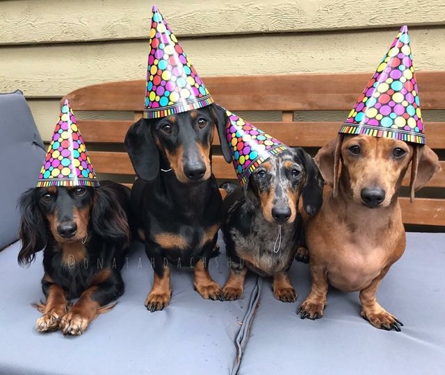 [Image: Anniversaire-teckel-37.jpg]