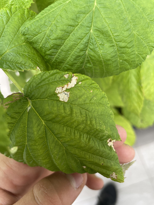 taches blanches sur les feuilles