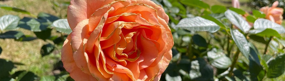 1655297415895-rosen-baden-baden-rosenneuheiten-108-v-7x2-2d-L-bc89d1b8c81b47b66f836795f7bde50a08841