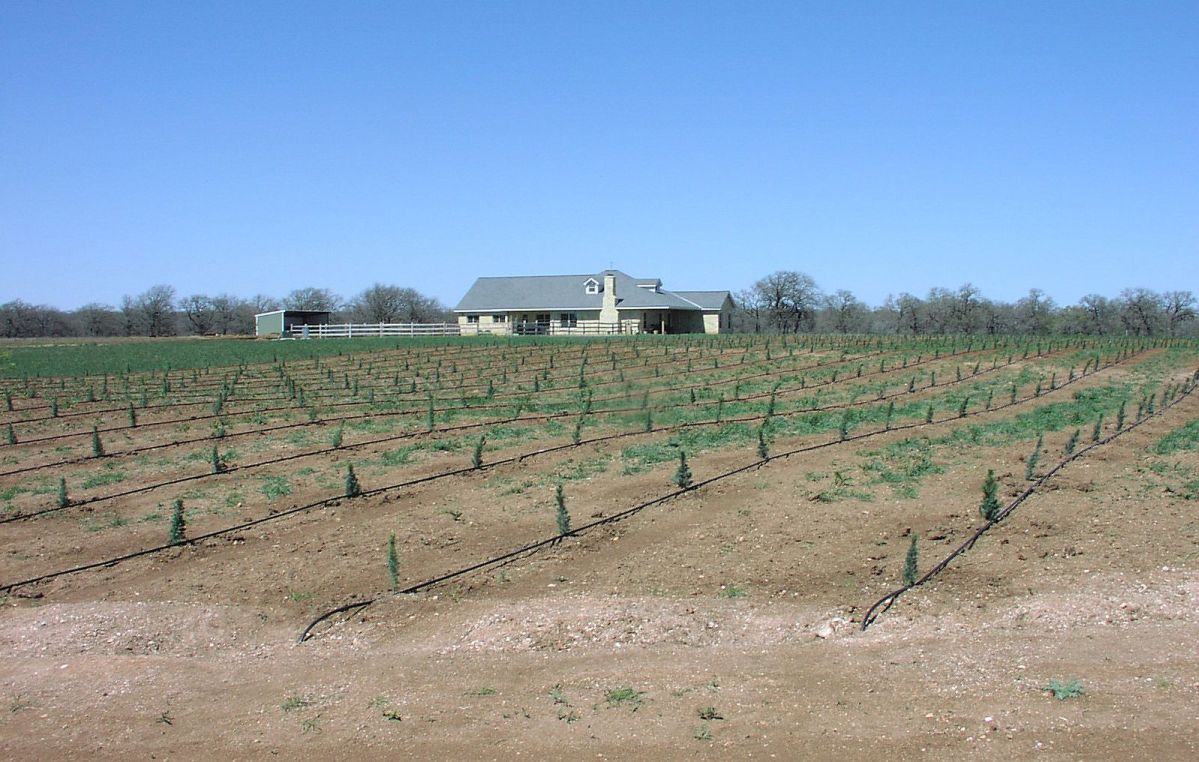 1100TreesPlantedsend