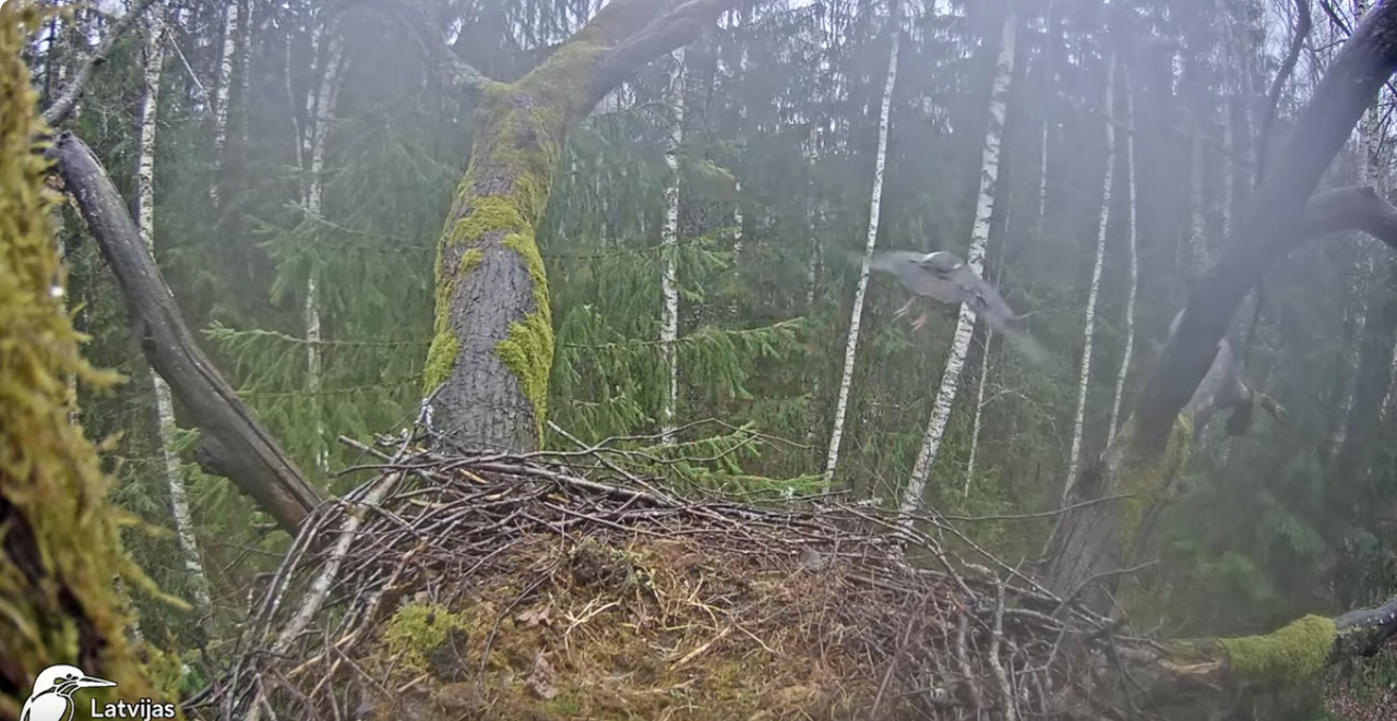 Screenshot 2024-04-03 at 16-03-06 (7) Melnais stārķis (Ciconia nigra) Ogres novadā - LDF tiešraide -