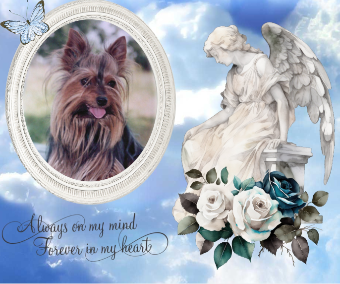 ZZZZZZZZZZ Voyou 23 Avril Amis 6