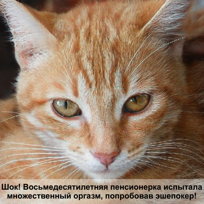 кошка с самыми красивыми глазами