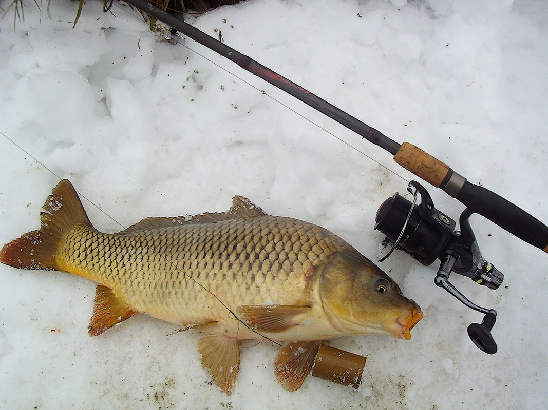 Второй карпик с фидером