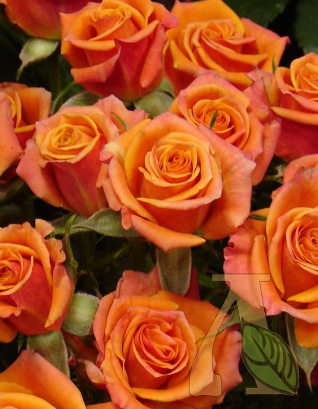 Оранжевая роза в дизайне интерьера смелый и яркий акцент