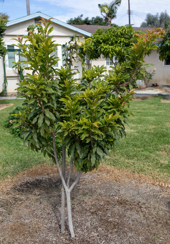 8U1A5440  Molix Sapodilla Tree with Beautiful Growth (11-1-2020)