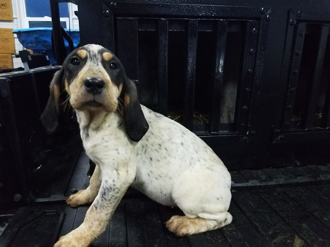 ukc autumn oaks 2019