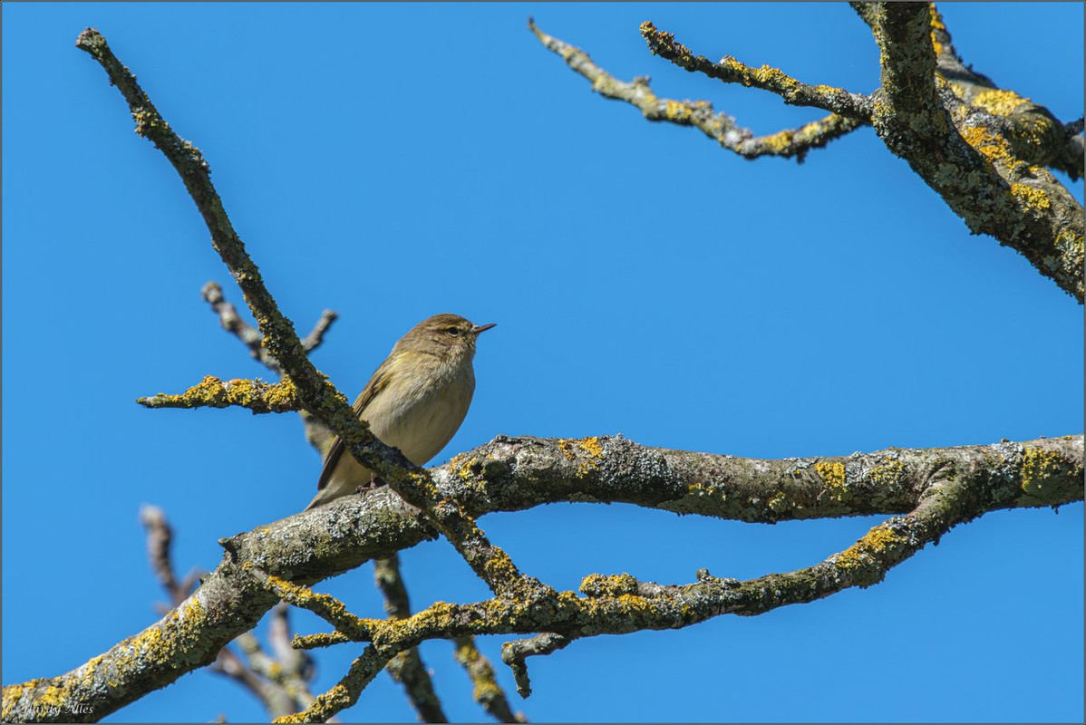 XT5A7666-Verbessert-RR  2025 SB Staden LR ERWZ FB