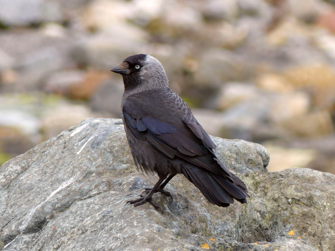 JACKDAW 9 230724