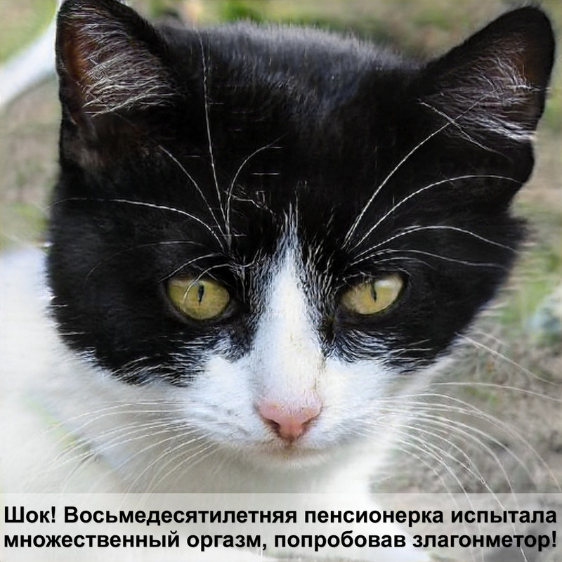 какие есть лысые кошки