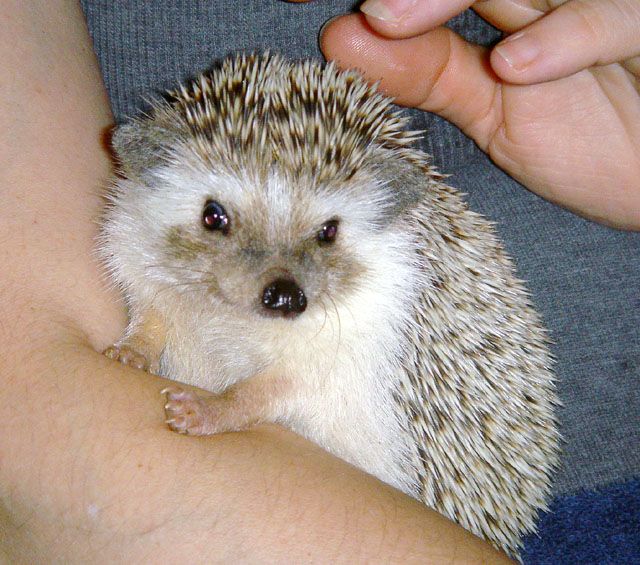African Pygmy Hedgehog ★ Erinaceidae