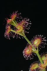 Drosera4