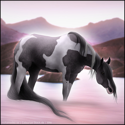 rsz-horse-avi-20240929203718.jpg