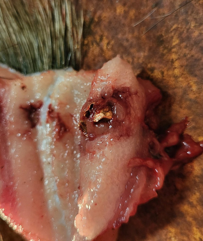 sow-dbl-feb2-25-65BB-100bt-2