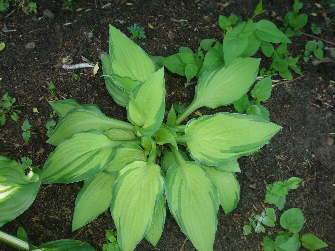 P5151662