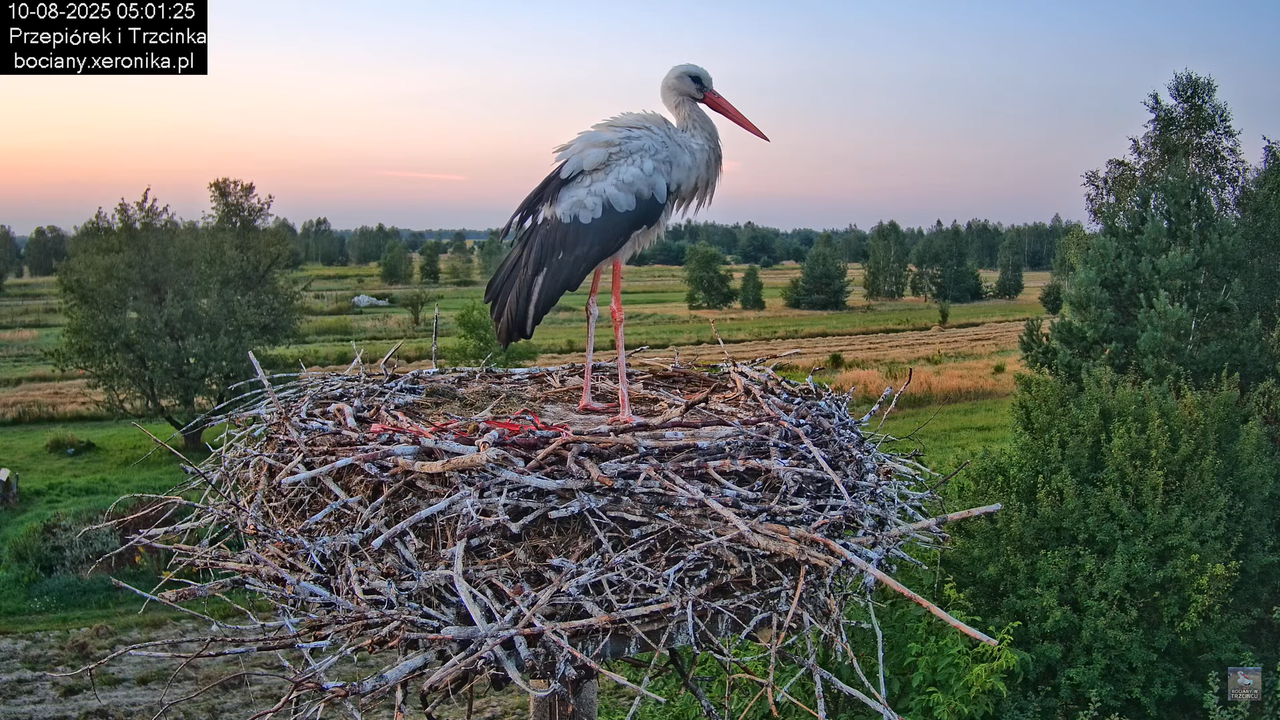 10082025bociany5