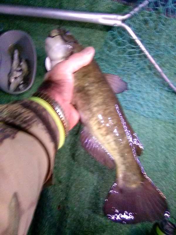 bullhead