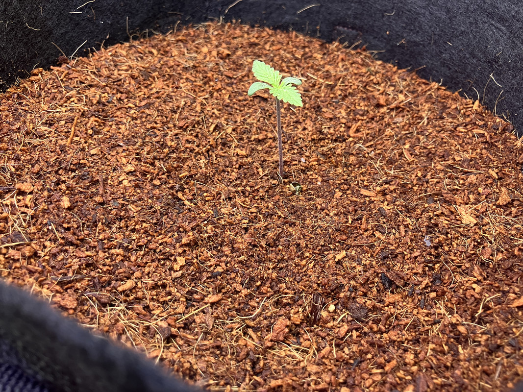 IMG_1167(marzo 15 2023)