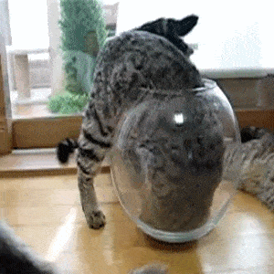 daily-gifdump-3405-20.gif