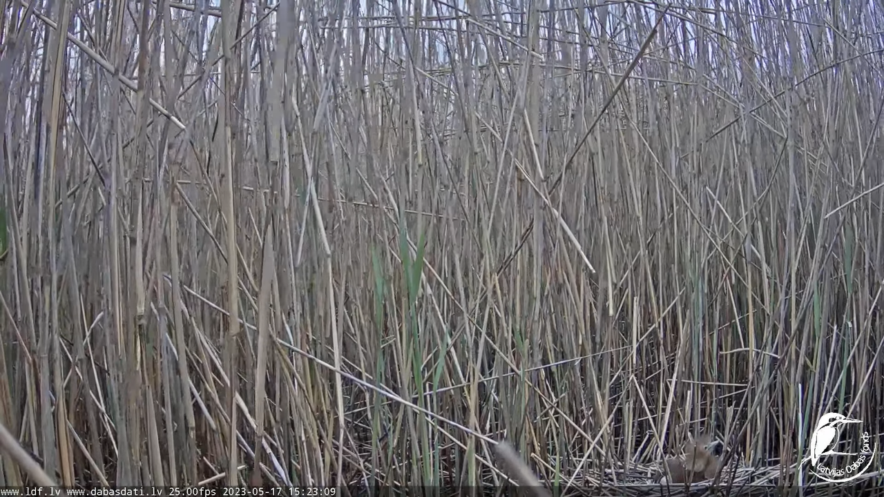 Lielais dumpis (Botaurus stellaris) Engurē - LDF tiešraide 9-33-29 screenshot