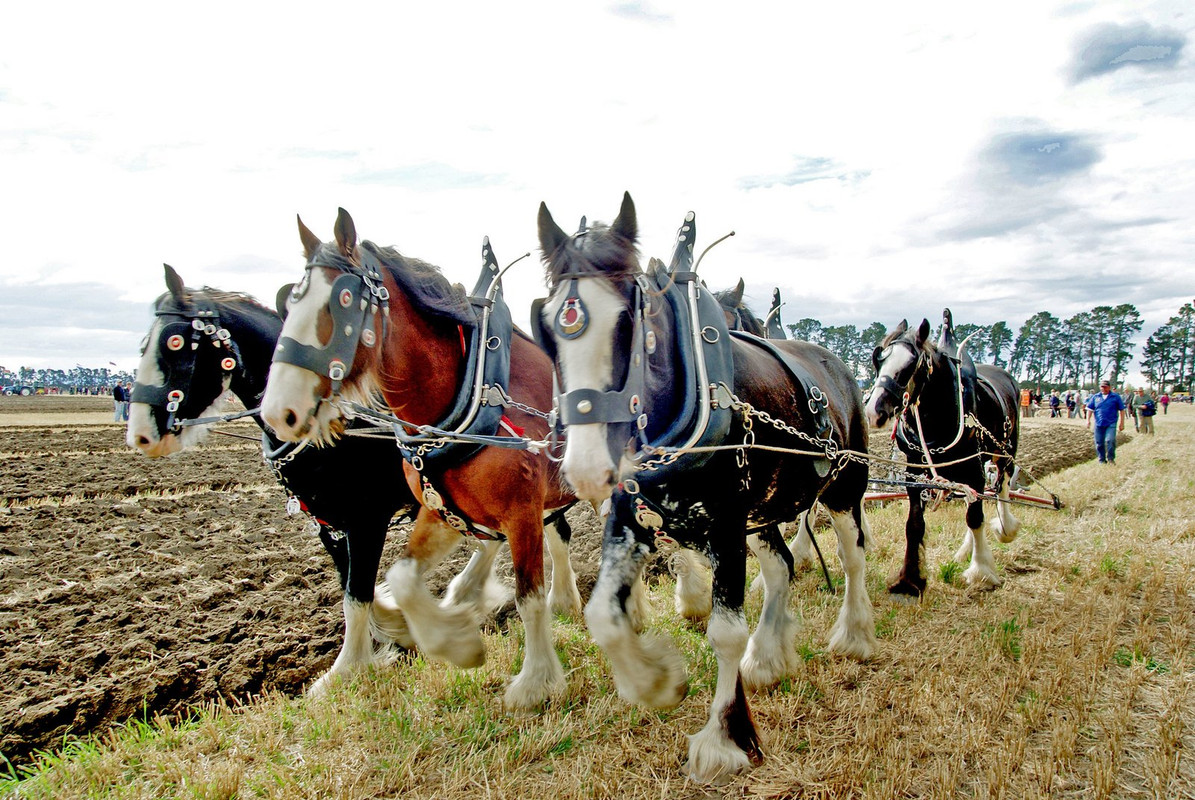 brown-shire-horses.jpg