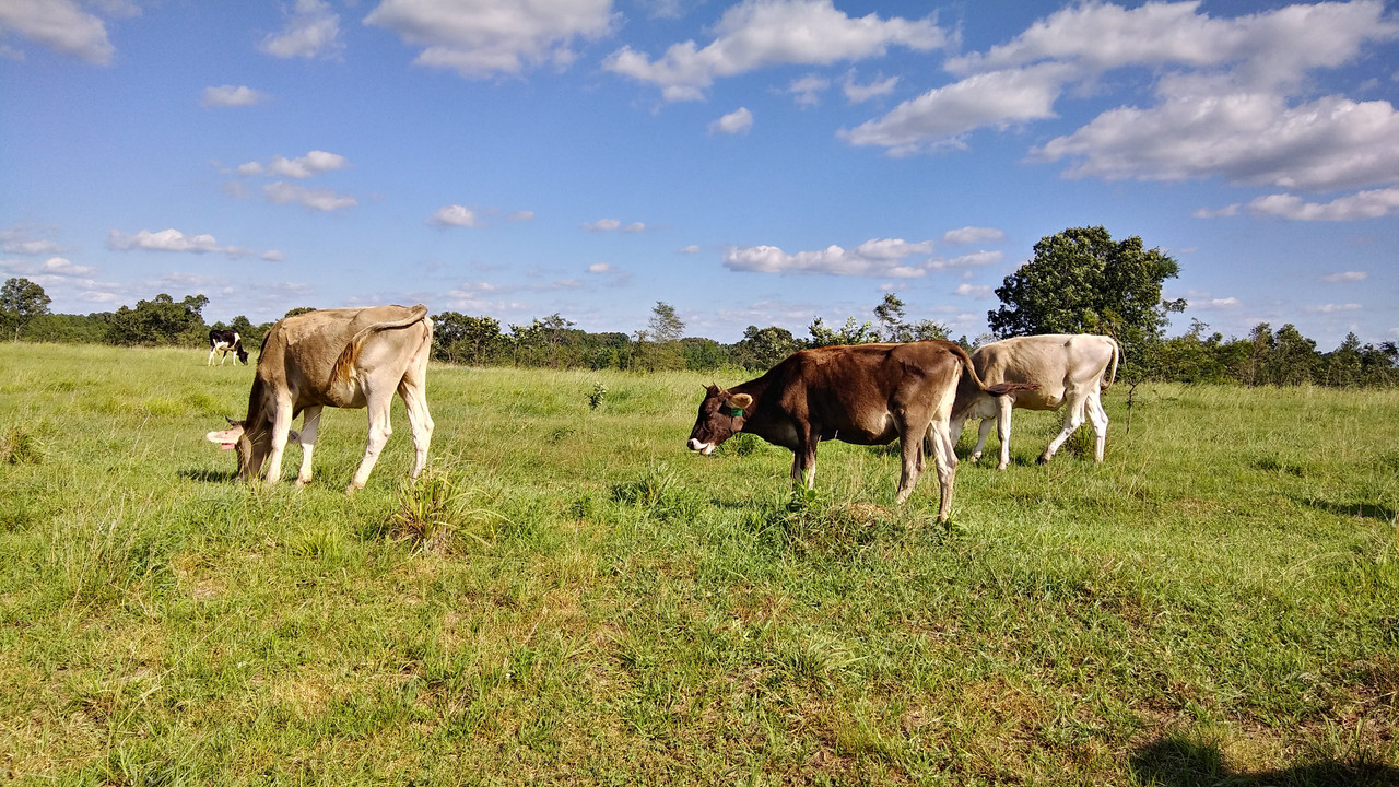 Brown Swiss Cows