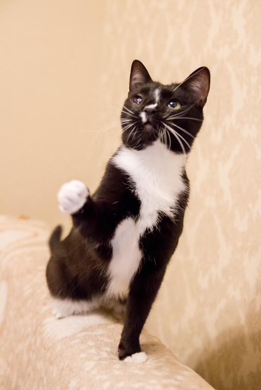 черная с белым-1-21