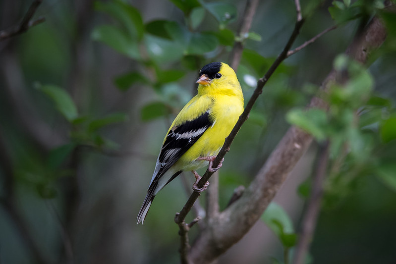 yellow-tamron-jpg.jpg