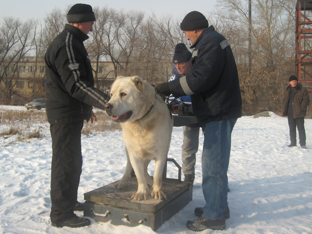 2009.11.21 Вес ТУМАН 83кг 1г7м (5)