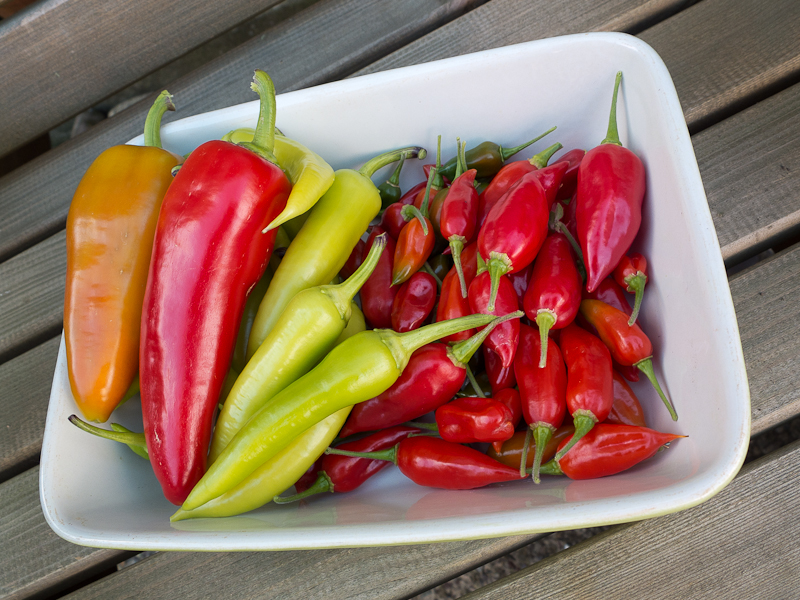 last-of-the-chillies-2018.jpg