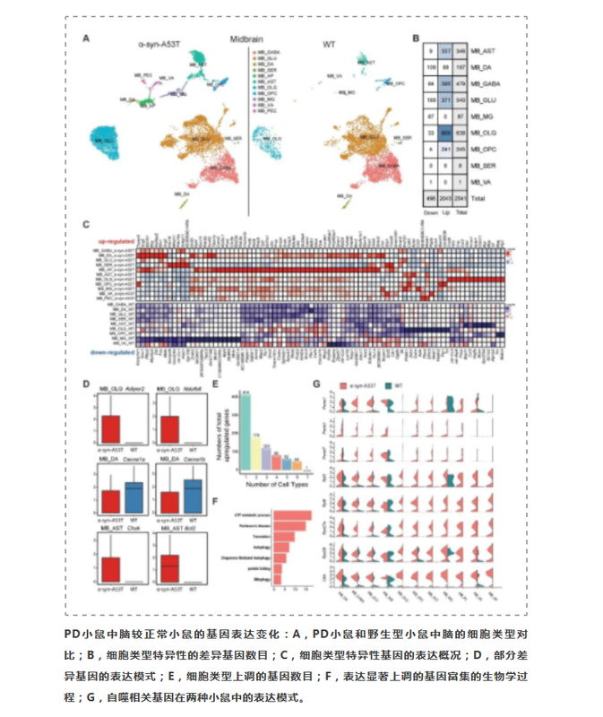 JGG发布帕金森模型小鼠单细胞脑图谱-3.png
