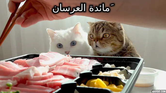 ���� ���� ������ �� ���� ������