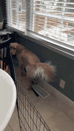 daily-gifdump-3390-28.gif