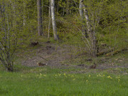 Lepus_europaeus_SMA_01_202005