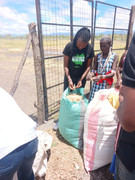 Harvesting-Grass-seeds-3