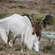 010E1CFC-9652-42CA-9039-7C8ECDA7DE96