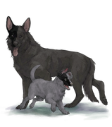 GSDAdultPupblackhalfleft2