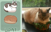 Loaf Cat