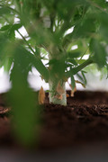 Day50-Stem
