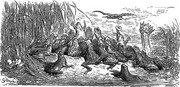 grenouilles-roi.jpg