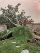 TREE-FELL-FROM-WIND-9-7-2020