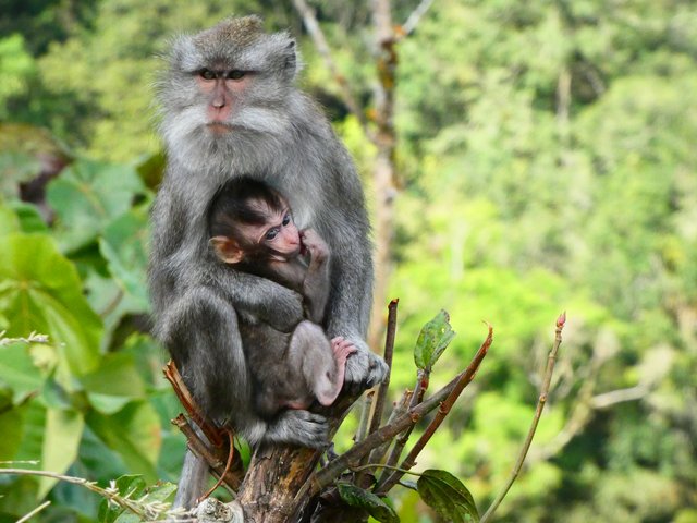 Indonesia 2023 (Borneo - Bali - Gili) - Blogs de Indonesia - --Día 6 (22 de junio): Primeros templos de Bali (6)