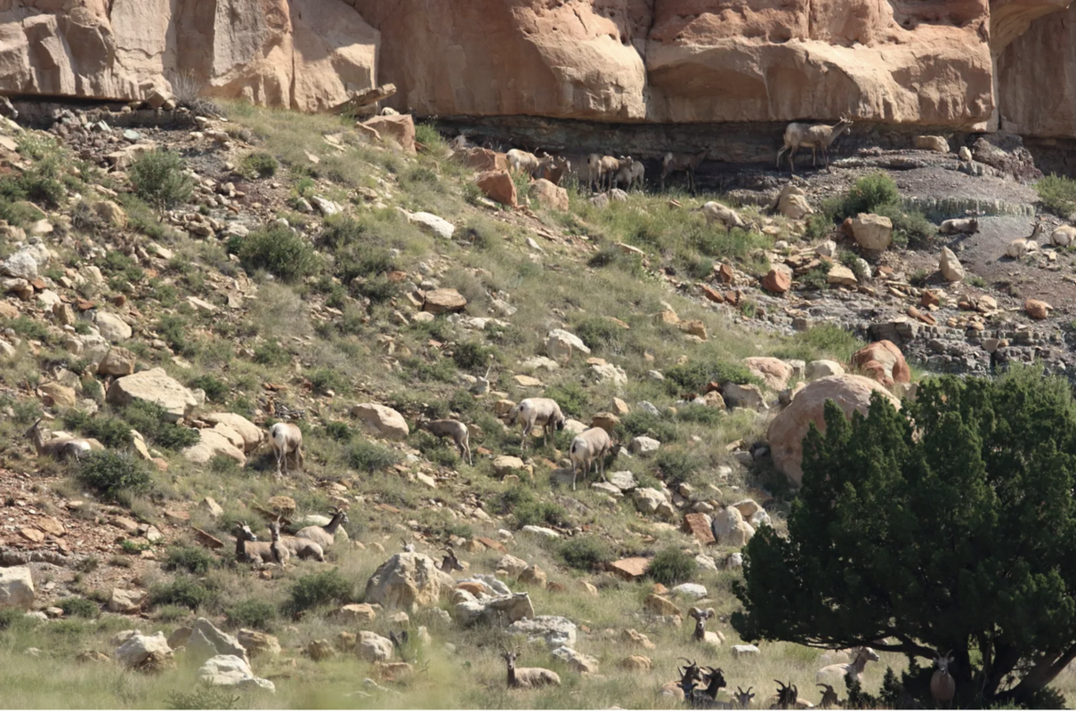 Screen Shot 2025-05-11 at 5.20.00 PM